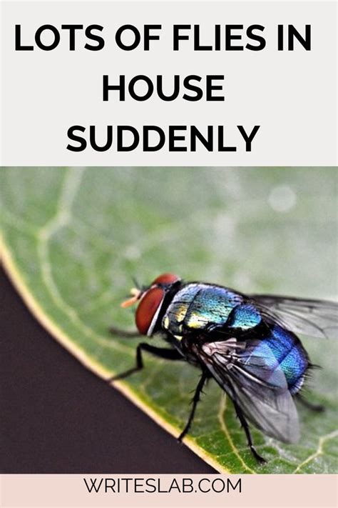 metallic flies in house|flies in my house suddenly.